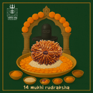 14 Mukhi Rudraksha